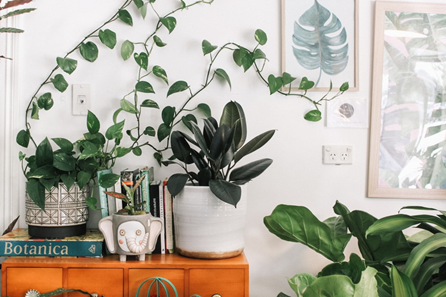 Add plants to your apartment at The Edmund to brighten up the space. 