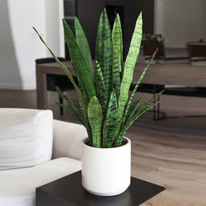 Adding House plants to your Edmund Apartment helps make a space look great and improve air quality. 