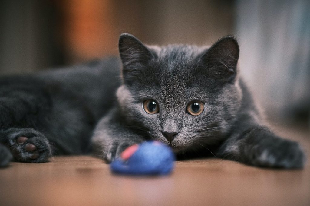 Black Cat with Toy
